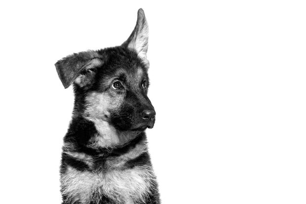Alimentation sur mesure - Chiens Alimentation sur mesure - Chiens