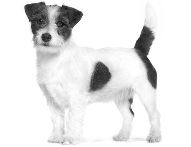 Chiens - Alimentation en fonction de la taille Chiens - Alimentation en fonction de la taille