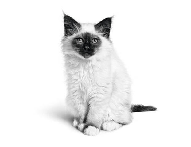 Alimentation sur mesure - Chats Alimentation sur mesure - Chats