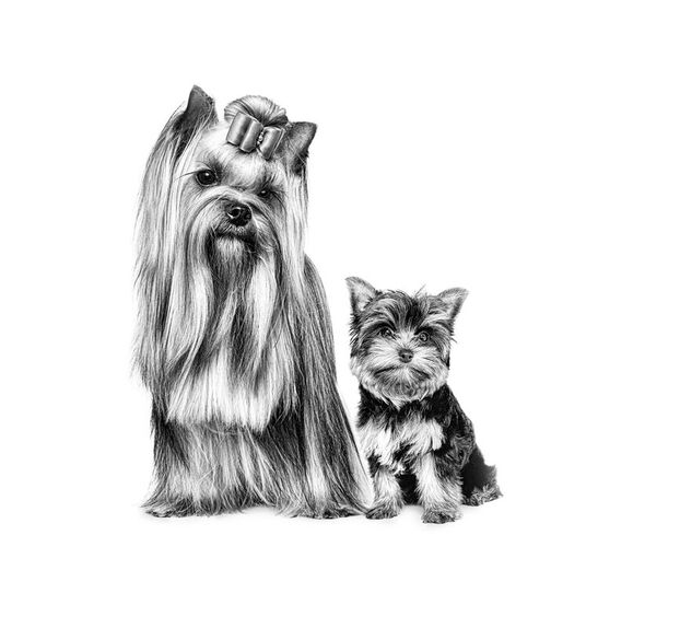 Les valeurs de Royal Canin Les valeurs de Royal Canin